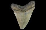 Juvenile Megalodon Tooth - Georgia #115668-1
